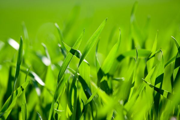 herbe herbe